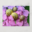 Suche nach snail postkarten Schnecke