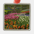 Suche nach hyazinthen ornamente Tulpe