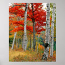Suche nach birkenwald poster Landschaft