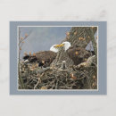 Suche nach weißkopfseeadler postkarten Natur