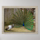 Suche nach gefieder poster Pfau