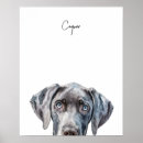 Suche nach weimaraner hund poster Hunde