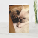 Suche nach schnelle erholung karten Hund