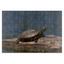 Suche nach schildkröte schneidebrettchen Muschel