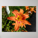 Suche nach orange lilien poster Blume