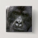 Suche nach vulkane buttons Primat
