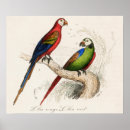 Suche nach parkett poster Vögel