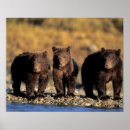 Suche nach grizzlybär poster Usa