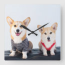 Suche nach corgis Hund