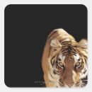 Suche nach panthera tigris aufkleber Natur