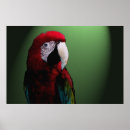 Suche nach papageien poster Cockatoo