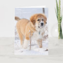 Suche nach große pyrenäen karten Winter