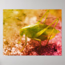 Suche nach insect poster Natur