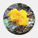 Suche nach fungi magnete Pilz