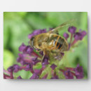 Suche nach honigbiene fotoplatten Bienen
