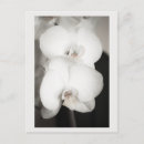 Suche nach orchid postkarten Fotografie