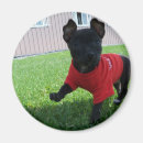 Suche nach kleiner hund magnete Welpe