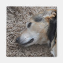 Suche nach aufpassen magnete Hund