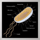 Suche nach bakteriell poster Mikrobiologie