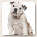 Suche nach bulldoggenwelpe Hund