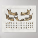 Suche nach teeth poster Zahnärztlich