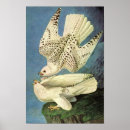 Suche nach gyrfalcon poster Vintag