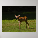 Suche nach gepunktet poster Tierwelt