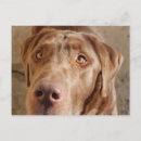 Suche nach schokolade labrador postkarten Hunde