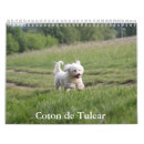 Suche nach cotons Haustier