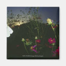 Suche nach vor dem flug magnete Natur