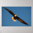 Suche nach raubvogel poster Fliegen