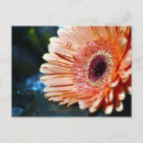 Suche nach gerbera postkarten Orange