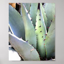 Suche nach agave poster Pflanze