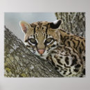 Suche nach felis poster Katzen