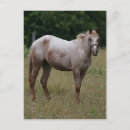 Suche nach appaloosa postkarten Bob langrish