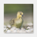 Suche nach vogelfotos magnete Tierwelt