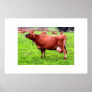 Suche nach jersey kuh poster Jede person