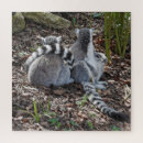 Suche nach lemurs Niedlich