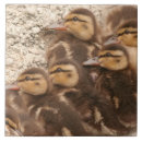 Suche nach entlein untersetzer Tiere