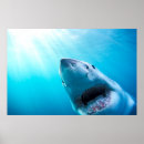 Suche nach great white shark poster Underwater