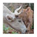 Suche nach kalb fliesen Kuh