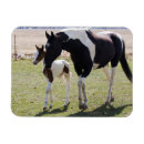 Suche nach mare magnete Pferd