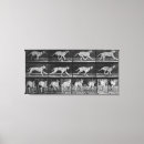 Suche nach laufen leinwandbilder Hund