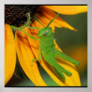 Suche nach trichter Fotografie