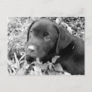 Suche nach labradorwelpe Schwarzes