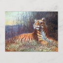 Suche nach bengalischer tiger postkarten Tiere