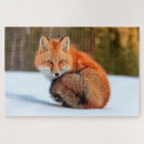 Suche nach fuchs im schnee puzzle Rotfuchs