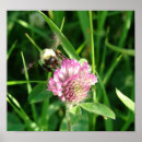 Suche nach hummeln poster Insekt