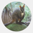 Suche nach kängurus aufkleber Wallabies