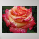 Suche nach regenbogen rose poster Blume